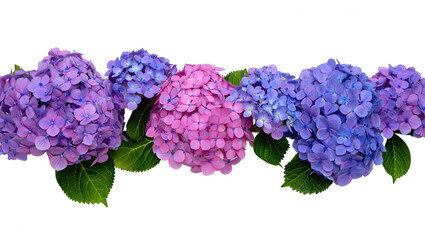 Hydrangea Flower Border