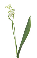 Beautiful fragrant lily-of-the-valley flowers isolated on white