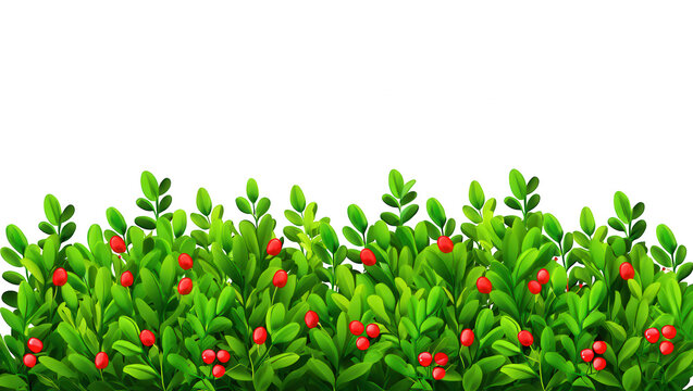 Red Berries Green Bush