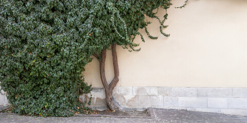 Climbing vines of ivy on old residential house in historical building in Krakow, Poland. A natural, textured surface, an organic pattern of architecture