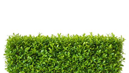 Green Lush Hedge