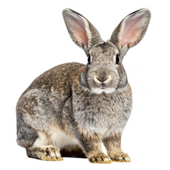 Fototapeta premium Close-up of a grey rabbit with long ears, looking intently forward on transparent background