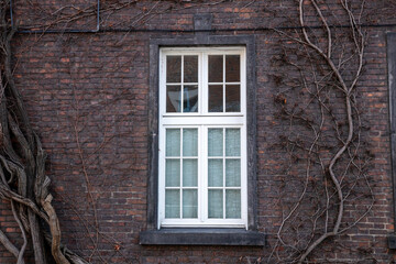 Climbing vines of ivy on old residential house in historical building in Krakow, Poland. A natural, textured surface, an organic pattern of architecture