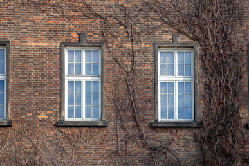 Climbing vines of ivy on old residential house in historical building in Krakow, Poland. A natural, textured surface, an organic pattern of architecture