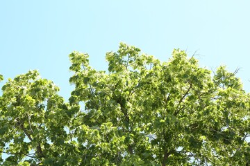 Tree branches with green leaves under blue sky, low angle view