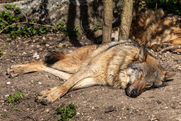 Fototapeta premium European Grey Wolf, Canis lupus in a german park