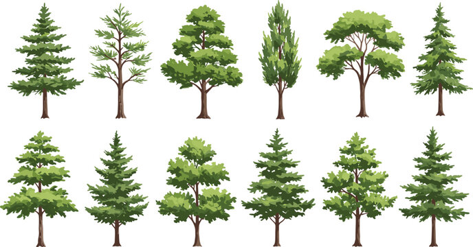 Set of green forest trees illustration, different deciduous and evergreen foliage, natural tree collection, botanical clipart, isolated tree elements, cartoon tree bundle, vector drawing