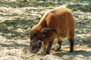 Red river hog, Potamochoerus porcus, also known as the bush pig.