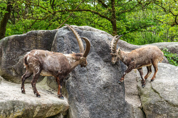 Alpine ibex, Capra ibex is a species of wild goat that lives in the mountains of the European Alps.