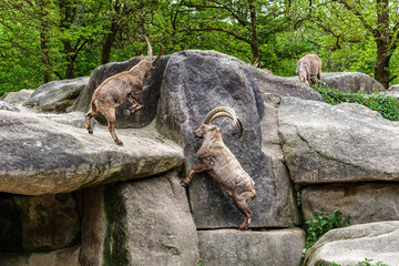 Fototapeta premium Two Ibex Mountain goats fight head to head over female and territory