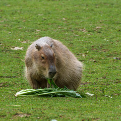 Capybara, Hydrochoerus hydrochaeris grazing on fresh green grass