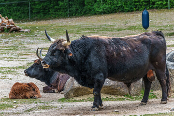Heck cattle, Bos primigenius taurus or aurochs in a German park
