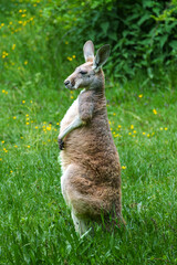 The red kangaroo, Macropus rufus is the largest of all kangaroos and the largest extant marsupial.