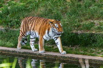 The Siberian tiger,Panthera tigris altaica in a park