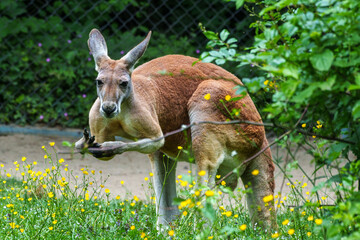 The red kangaroo, Macropus rufus is the largest of all kangaroos and the largest extant marsupial. © rudiernst