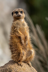 Fototapeta premium Meerkat, Suricata suricatta sitting on a stone and looking into the distance