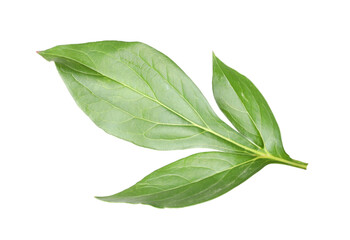 Green leaves of peony plant isolated on white