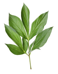Green leaves of peony plant isolated on white