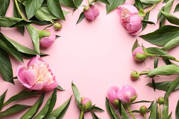 Frame of beautiful peony flowers on pink background, flat lay. Space for text