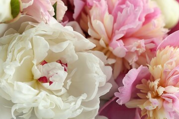 Fototapeta premium Bouquet of beautiful peonies as background, closeup