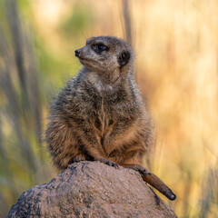 Meerkat, Suricata suricatta sitting on a stone and looking into the distance