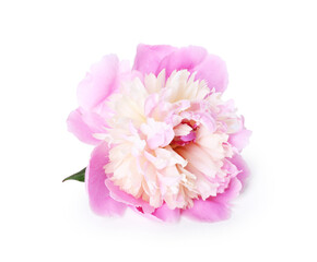 One beautiful pink peony flower isolated on white