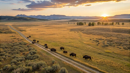 Obraz premium Panoramic Aerial View of Bison Herd at Sunset Crossing Grassland