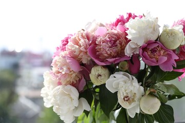 Bouquet of beautiful peonies near window, closeup