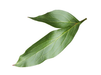 Green leaves of peony flower isolated on white
