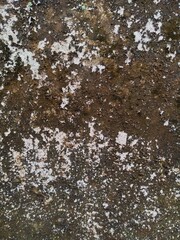 The rough, dark surface background is speckled with white spots, indicating peeling paint, moss, or dirt, creating a dirty texture.