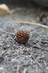 close up of pine cone