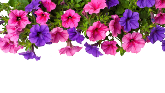 Vibrant Petunia Flowers