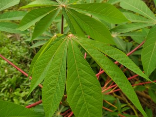 A vibrant close-up shows several large, green cassava leaves with distinct lobes and reddish stems,...