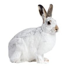 Obraz premium Elegant arctic hare portrait showcasing pristine white fur coat and erect ears on transparent background