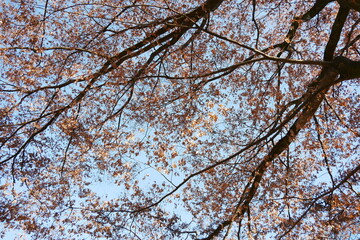 冬の穏やかな日の枝木