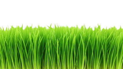 Obraz premium Fresh Green Grass
