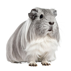 Fototapeta premium Portrait of a fluffy grey guinea pig with long hair looking forward on transparent background