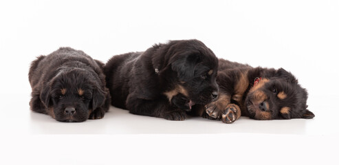 Three Tibetan dogue puppies