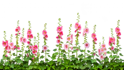 Charming Pink Hollyhocks A Garden Delight with Vibrant Floral Beauty and Lush Green Foliage Against a White Backdrop