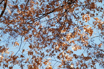 冬の穏やかな日の枝木