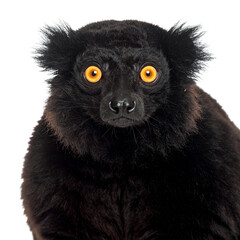 Obraz premium Striking portrait of a black lemur with intense orange eyes, captivating gaze on transparent background
