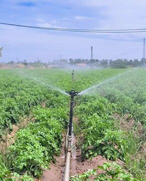 L&iacute;nea de aspersores en subida vertical en surco de plantas de patata con ahorro de agua consumo humano