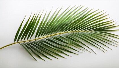 Naklejka premium a single palm frond with long slender leaves isolated on a white background