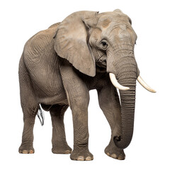 Obraz premium Magnificent african elephant standing gracefully, showcasing its strength on transparent background