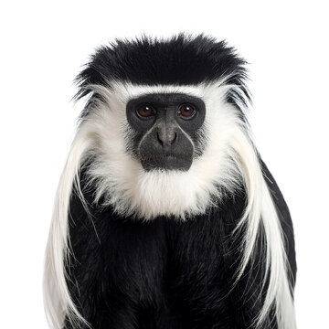 Striking portrait of a mantled guereza monkey with monochrome coloration on transparent background