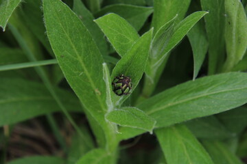 Fototapeta premium green grass with a thorn large,