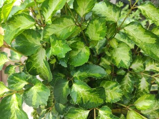 green leaves background