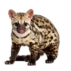 Naklejka premium Alert genet posing gracefully with curious expression on transparent background