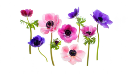 Colorful Anemone Blooms