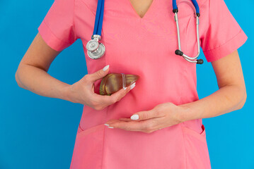 Image of a doctor with model liver above his hands. Concept of healthy liver and donation.